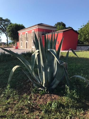 a large green plant in the grass in front of a building at Agriturismo Dipinto Dal Sole in Padula