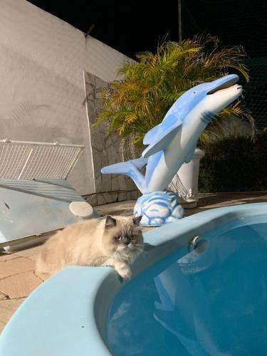 a cat laying on the edge of a swimming pool at Casa de Praia - Francês/Marechal Deodoro in Marechal Deodoro