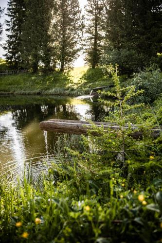 a wooden bench sitting next to a body of water at Hotel Steger-Dellai in Alpe di Siusi