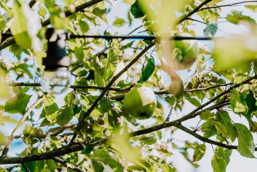 an apple tree with green apples on it at De Vijf Suites in Elp
