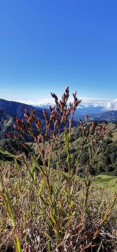 a plant on top of a hill with a view at Casa de campo Jaulares in Alaska