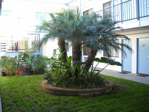 a palm tree in a garden in front of a building at Palms Courtyard Inn in Westminster