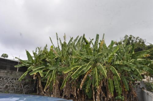 a bunch of banana trees on a fence at Moringi (Veer Residences) in Trou dʼ Eau Douce