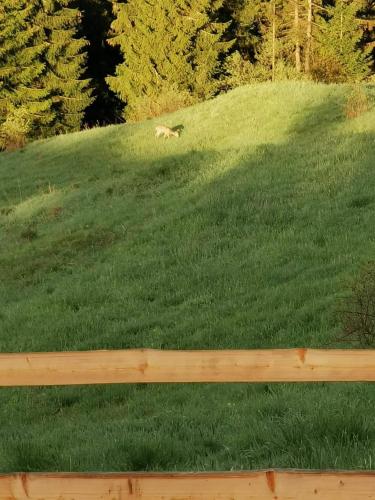 a dog walking on a grassy hill behind a fence at Domek na Ubocy z jacuzzi, sauną i widokiem in Biały Dunajec