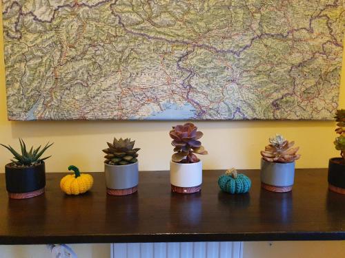 a table with five potted plants and a map at Hotel Alpin Murau in Murau