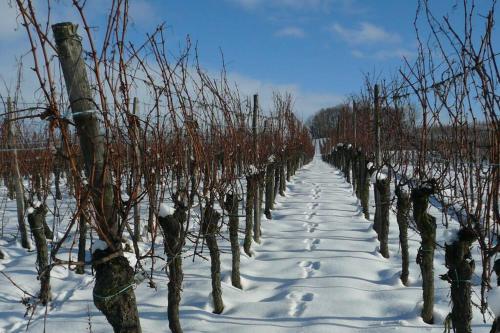 a row of trees in a vineyard in the snow at Gîte HAURY in Cleebourg