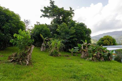 a field of grass with trees and bushes at Huge Porch House in Rainforest 15 min from Beach in Sabana