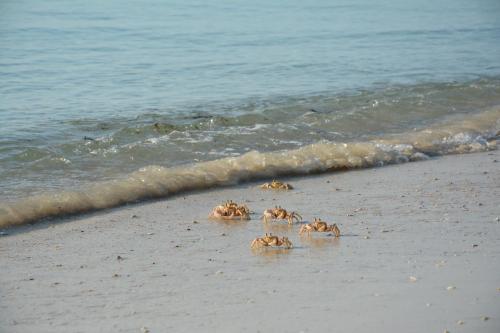 a group of crabs on a beach near the ocean at Magharibi House in Nungwi