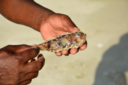 a person holding a piece of food in their hands at Magharibi House in Nungwi