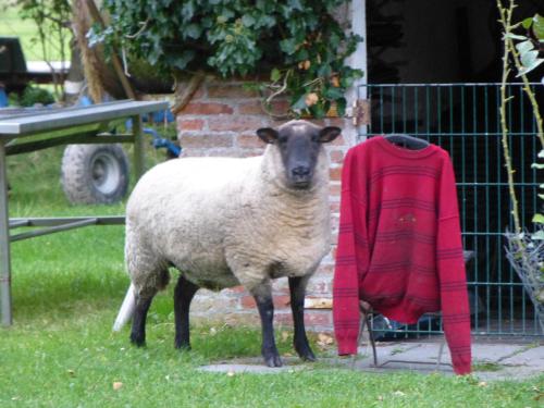 a sheep is standing next to a red sweater at Omas oll Huus in Norden