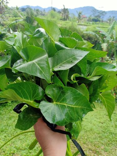 Vườn quanh Jero Tumbuk Private Villa