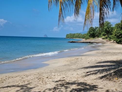 a sandy beach with palm trees and the ocean at Ti Pècheur in Sainte-Luce