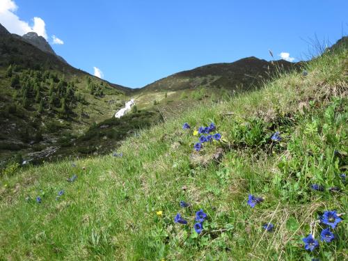 a field of blue flowers on a grassy hill at ban Kneissl`s in Umhausen