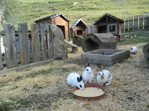 a group of birds eating food from a bowl at Reiters-Ferienhaus in Russbach am Pass Gschütt