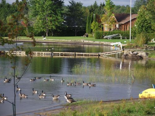 a group of ducks swimming in a pond at Les Chalets Baie Cascouia in Lac Kénogami