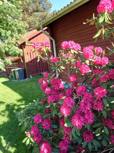a bush of pink flowers in front of a house at Soldattorpet Sands in Leksand
