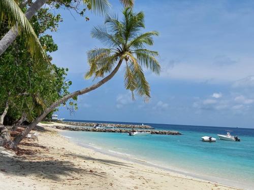 a beach with palm trees and boats in the water at Fins Dive and Leisure Hotel in Rasdu