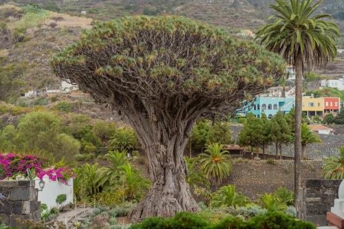 a large tree in the middle of a garden at Drago Hostel in Icod de los Vinos