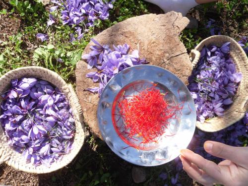 a person holding a plate with purple and red flowers at Auberge Restaurant le Safran in Taliouine