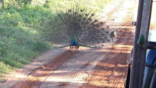 a large peacock walking down a dirt road at Gems Garden Guest House in Tangalle