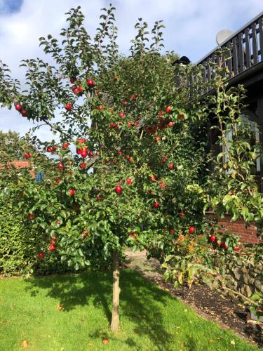 Galeriebild der Unterkunft Heidenest in Schneverdingen