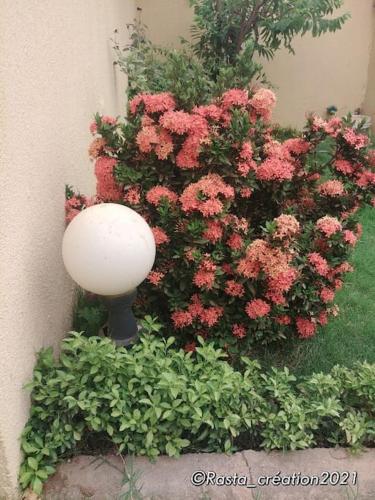 Gallery image of Résidence des hibiscus-roses: jardin, piscine... in Ouagadougou