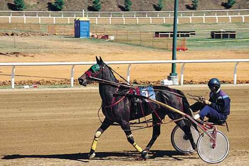 a person riding a horse pulling a man on a bike at Red Carpet Inn Orchard Park in Orchard Park