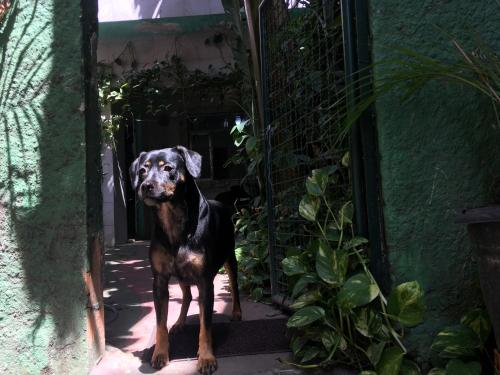 Casa de vila em São Cristóvão, Rio De Janeiro, Brazil