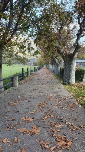 a tree lined road with leaves on the ground at Xia Apartaments con acceso a piscina in Rialp