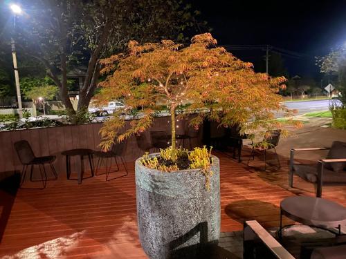 a bonsai tree in a concrete planter at night at The Charles in Wagga Wagga
