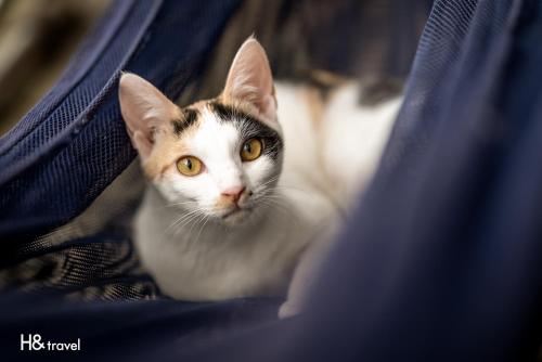 a cat is sitting in a backpack at Alishan Sunrise B&B in Fanlu