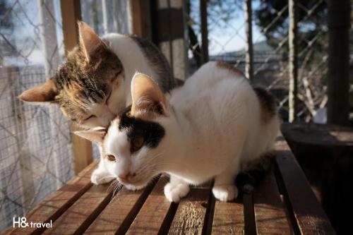 two cats standing on top of a wooden table at Alishan Sunrise B&B in Fanlu