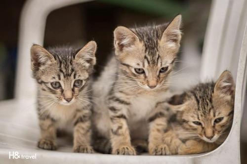 three kittens are sitting on a white chair at Alishan Sunrise B&B in Fanlu