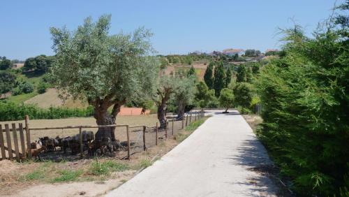 a dirt road with trees and a fence at Casa Margarida, Quinta Carmo - Alcobaça - Nazaré in Alcobaça