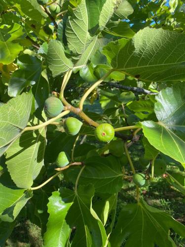 a branch of a tree with green fruits on it at Château La Gravière in Vertheuil-en-Médoc