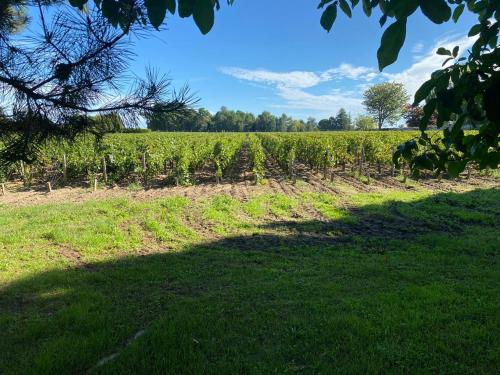 a field of crops with a shadow on the grass at Château La Gravière in Vertheuil-en-Médoc