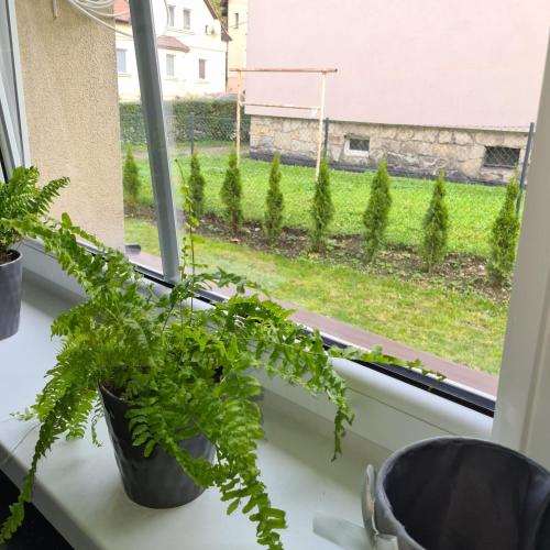 a window sill with two potted plants on it at APARTAMENT PRZY RONDZIE in Kłodzko