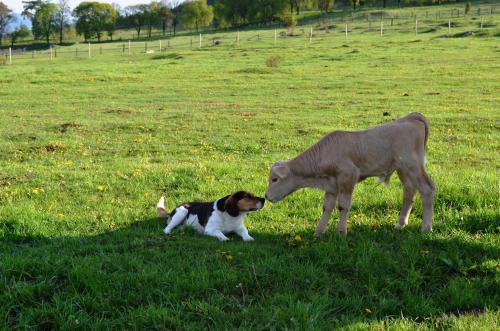 アパートメントの敷地内または近くにいる動物