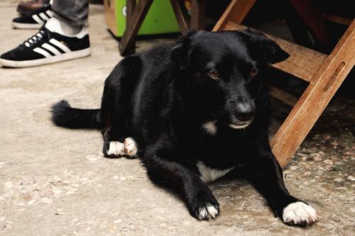a black dog laying on the ground under a table at The Trip Hostel in Punta del Este
