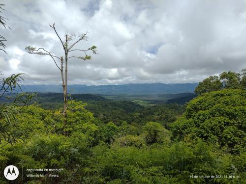 a view of a forested area with a tree at Hotel Mirador Osa in Mogos