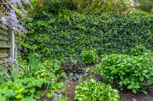 a garden with a large green hedge and plants at The Magnolia Villa CBD in Timaru