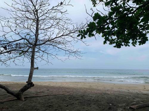 un árbol sentado en una playa cerca del océano en Beautiful loft near the beach, en Manzanillo