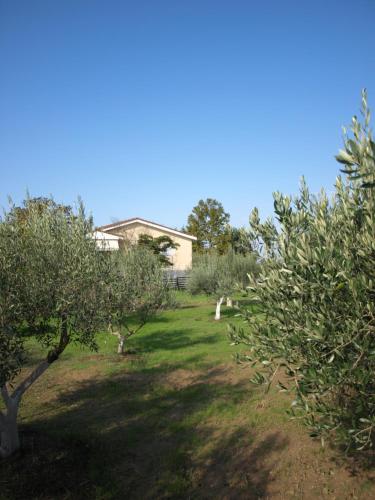 a row of olive trees in a yard at ΠΑΛΗΟΚΤΗΜΑ - Palioktima 2 in Néon Rýsion