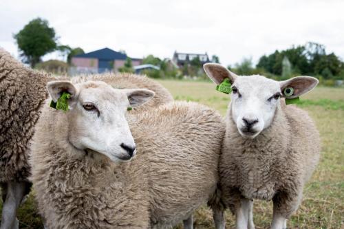 three sheep standing next to each other in a field at Antonius Hoeve in Oudenbosch
