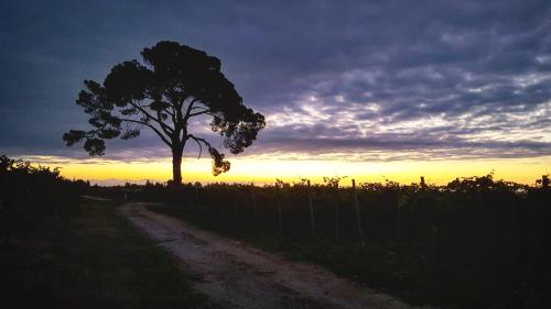 a tree on the side of a dirt road at Pie Castello in Susegana