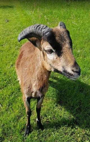 a goat with long horns standing in the grass at CHALUPA KOTÁR - 7 míst za 1 cenu in Haluzice