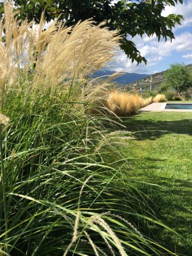 a field of tall grass in a yard at Laserrafelice in Imperia