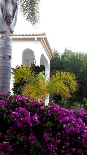 Queen Palm