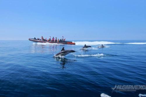 a group of dolphins in the water next to a boat at AlbufeiraSun, arrive as a guest leave as a friend. in Albufeira