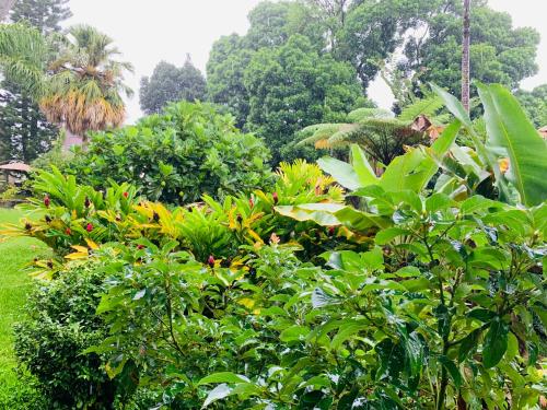 a garden filled with lots of green plants and trees at Wild Ginger Hotel in Hilo